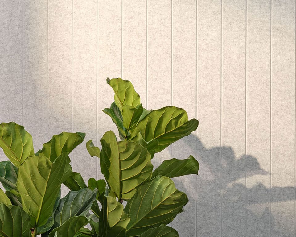 A lush fiddle-leaf fig plant, one of the essentials for any stylish home, stands in front of a light-colored, vertically paneled acoustic felt wall. The late afternoon sun casts sharp shadows of the plant's broad, veined leaves onto the wall, creating a striking visual contrast.